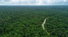 Pirelli e Bmw a sostegno della foresta indonesiana. Progetto con BirdLife per produzione gomma naturale sostenibile